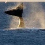 Ballenas