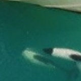 Delfines