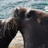 Lobos marinos