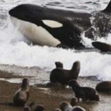 Orcas