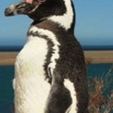 Pingüinos
