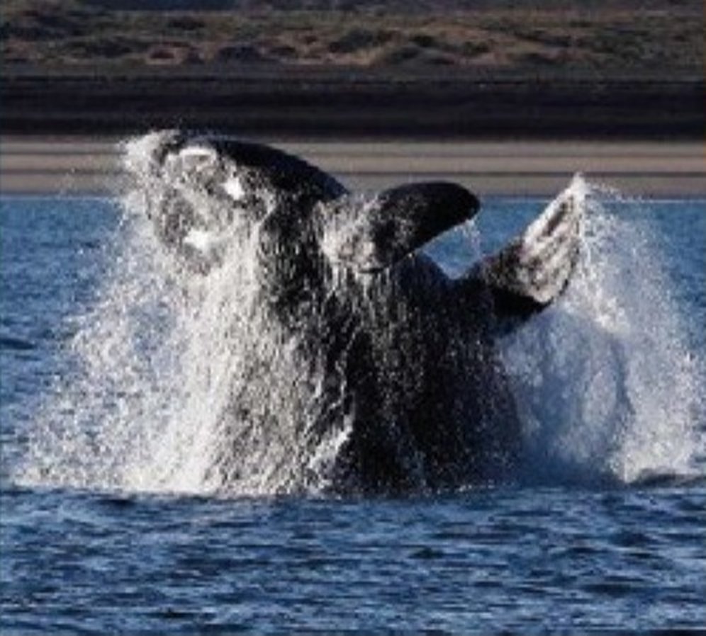 Ballena franca austral saltando frente a Puerto Pirámides