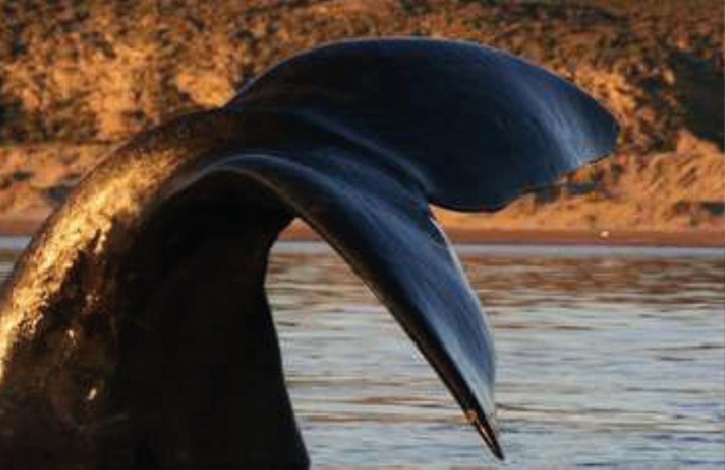 Cola de ballena franca austral