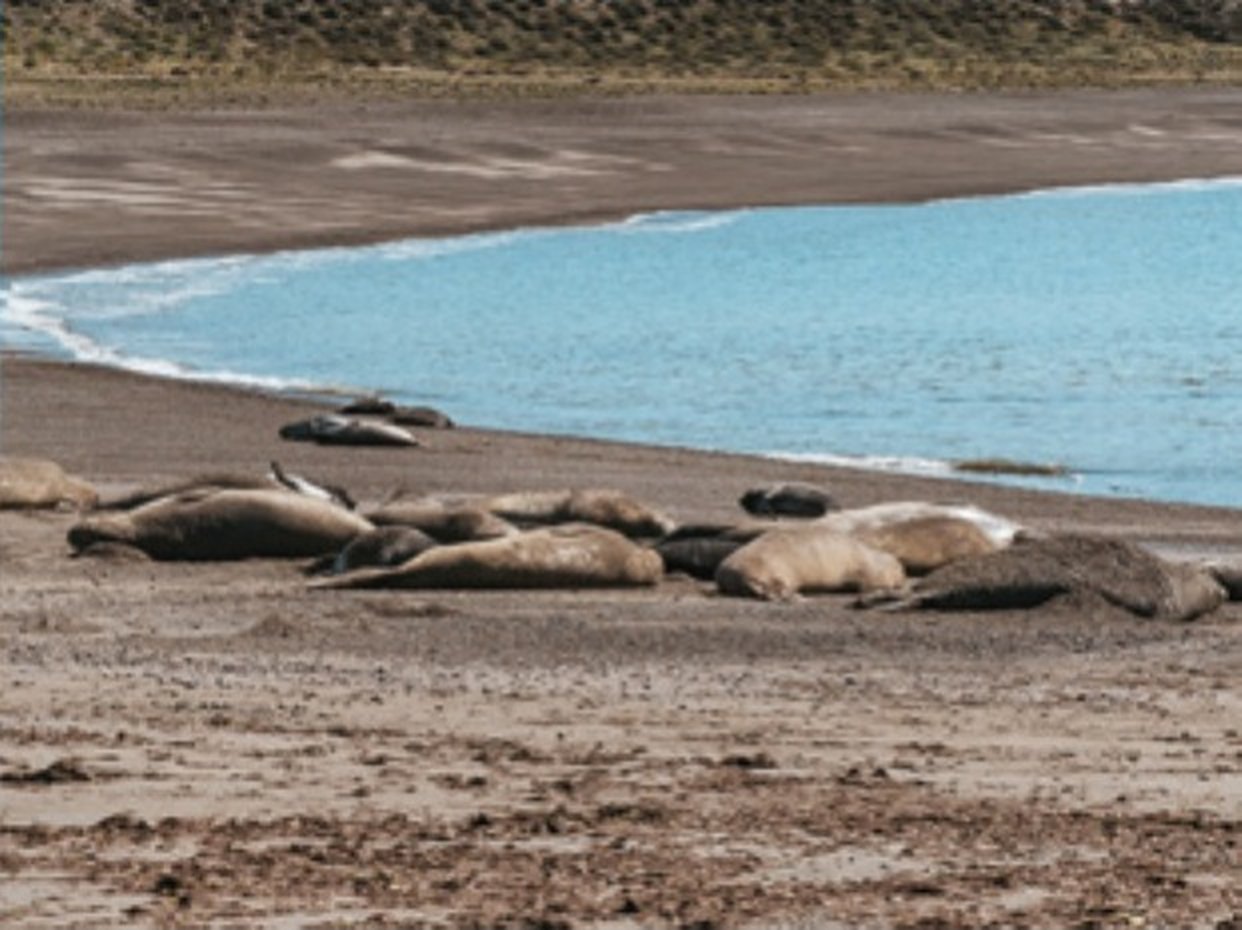 Elefantes marinos en la playa de Isla Escondida