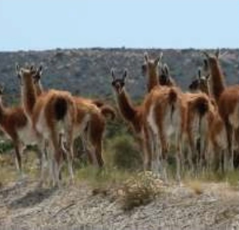 Guanacos en la estepa