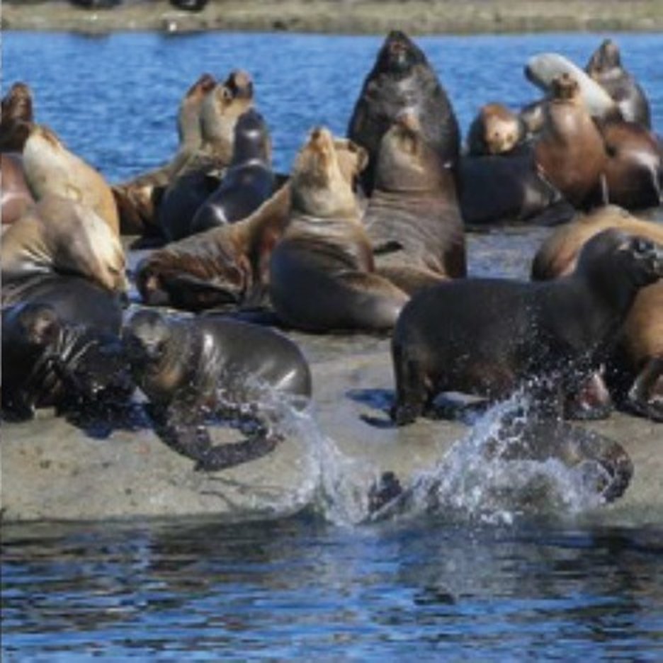 Lobos marinos en Caleta Valdés
