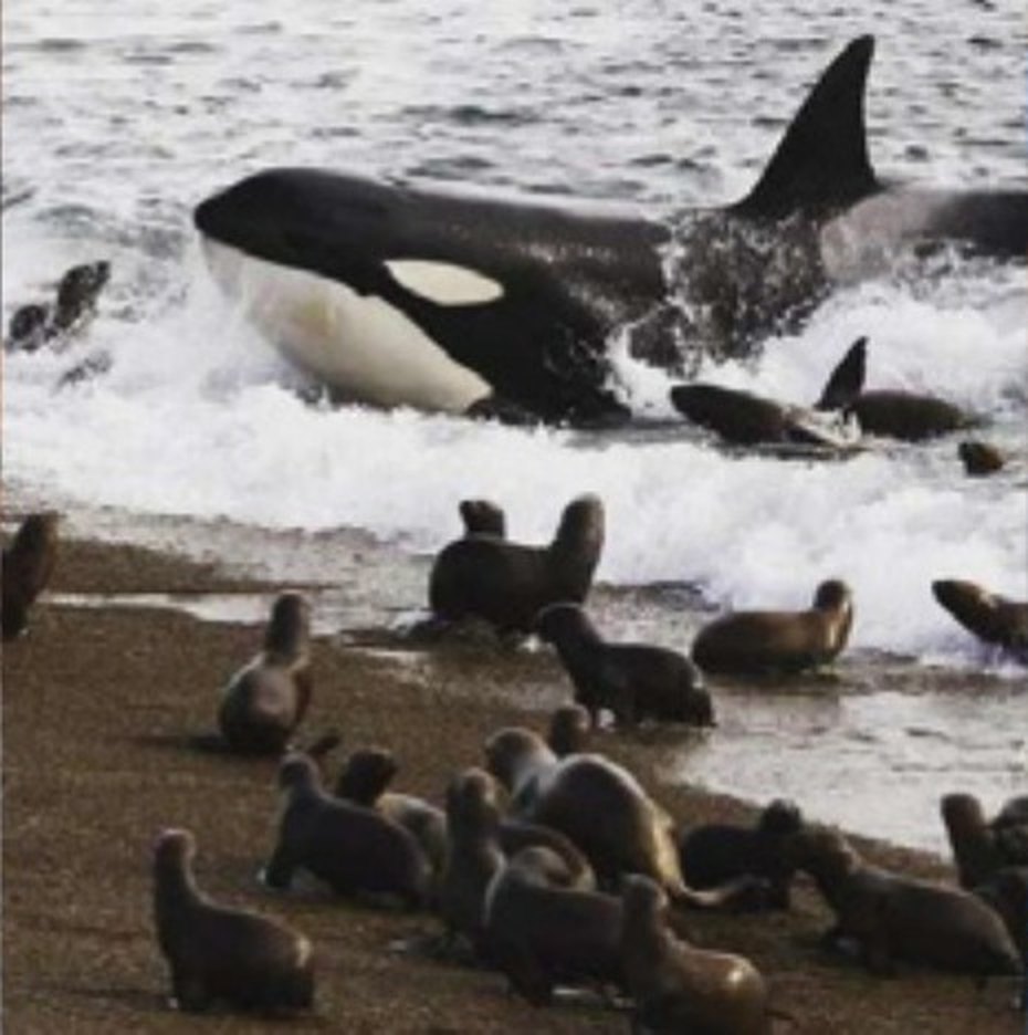 Orcas en la costa de Península Valdés