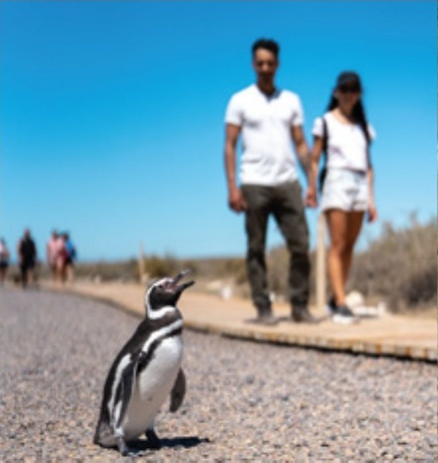 Caminata entre los pingüinos