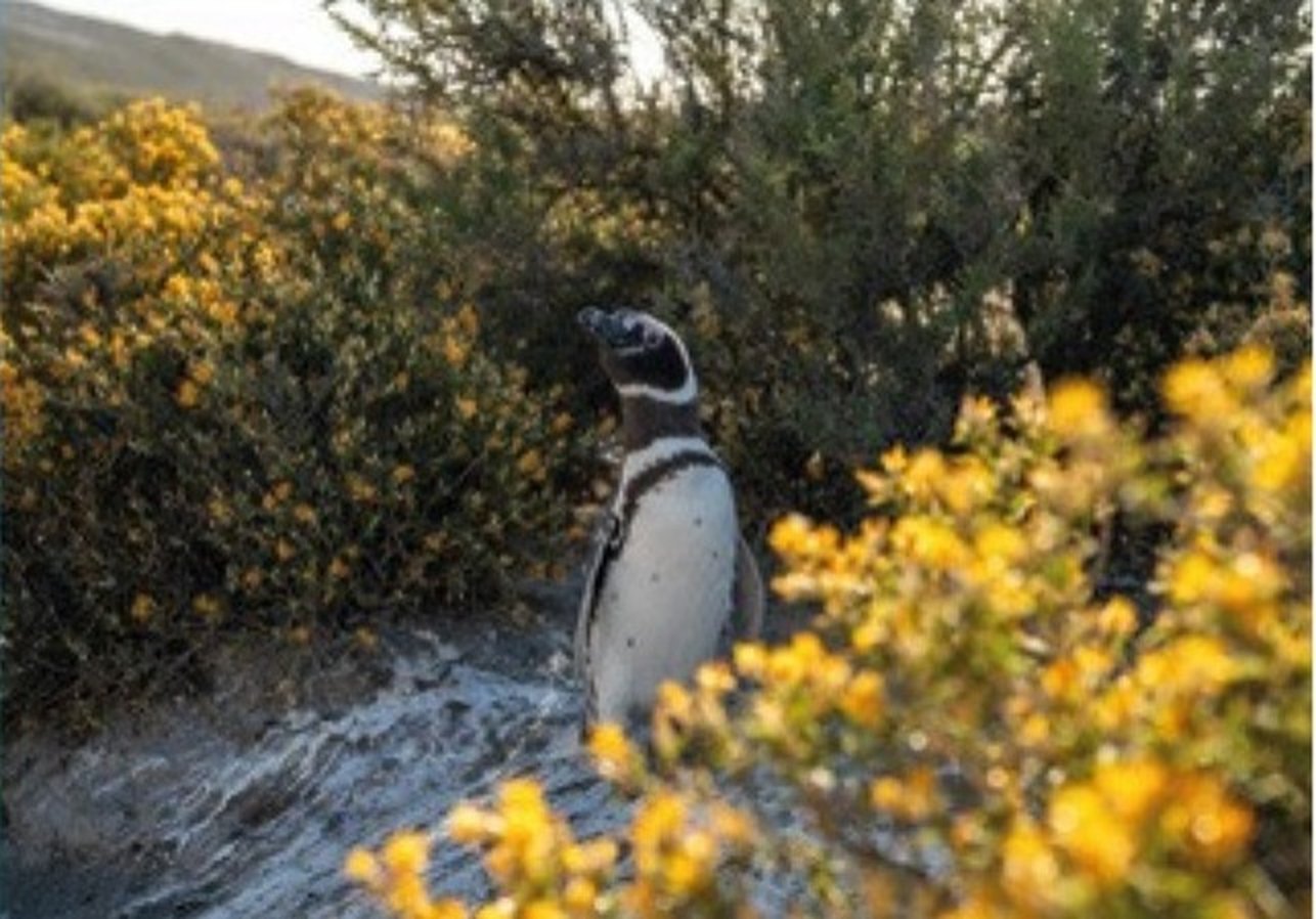 Pingüino entre los arbustos en flor