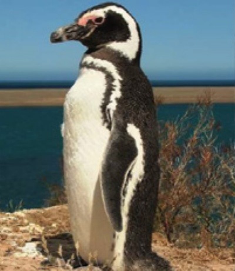 Pingüino de Magallanes