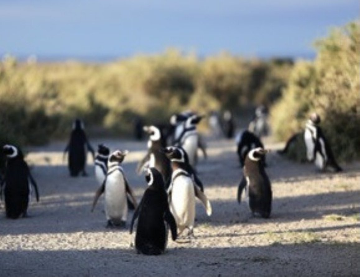 Pingüinos entre los arbustos