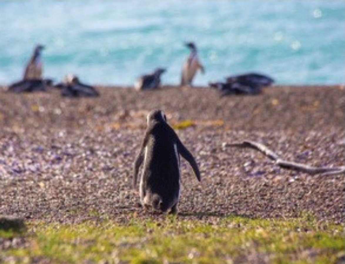 Pingüinos en la playa