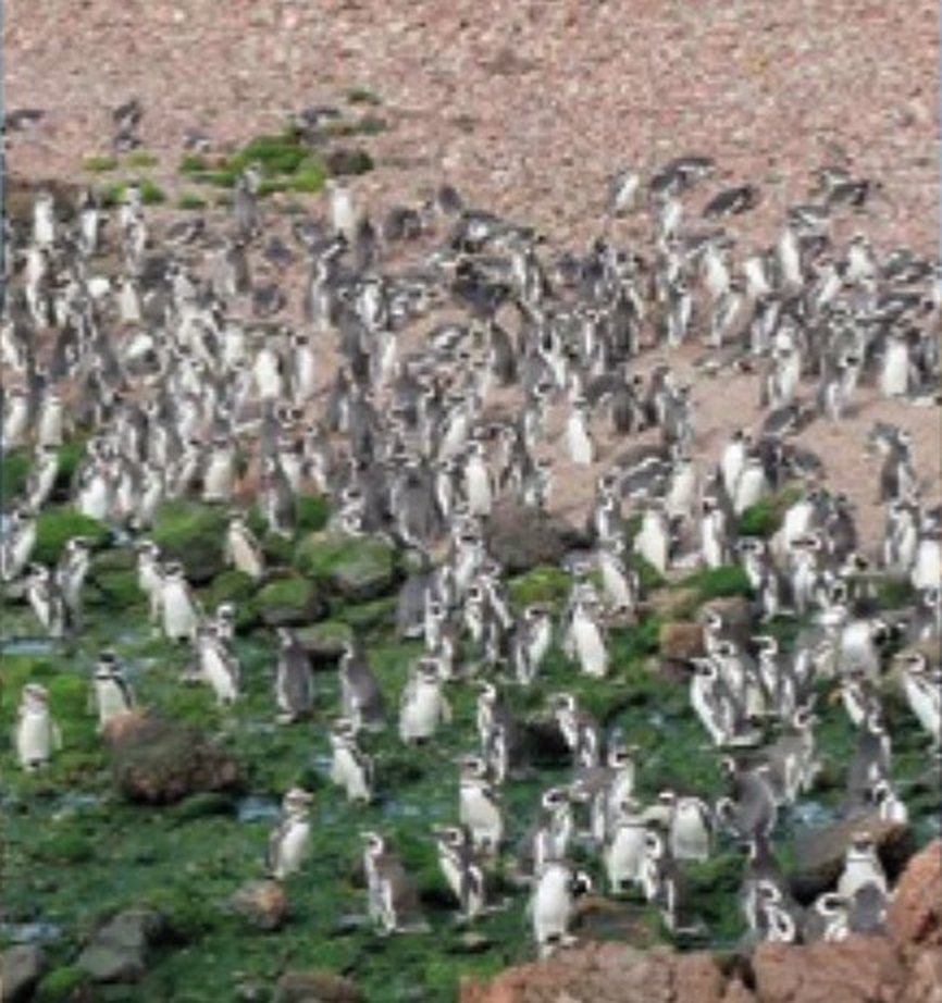 Colonia de pingüinos de Magallanes en Punta Tombo